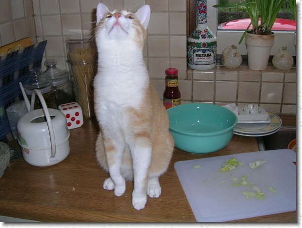 Klik hier voor de originele foto
